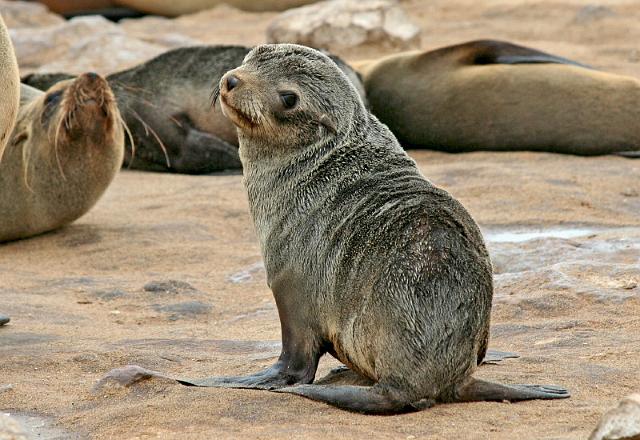 114 Cape Cross seal colony.JPG